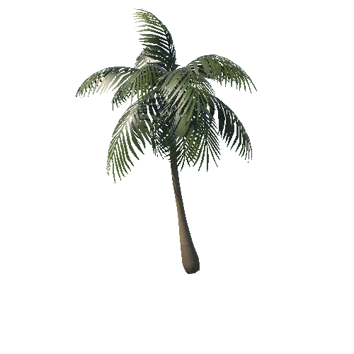 Coconut Tree